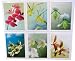 Orchid Photography Note Cards Flower Photographs Art Greeting Card 5x7