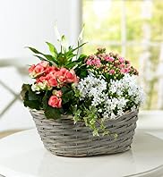 Large Willow Basket
