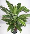 36" Soft Touch Dracaena Plant