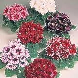 Avanti Gloxinia 10 Seeds