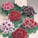 Avanti Gloxinia 10 Seeds