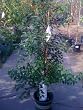 Japanese Snowbell Tree Five Gallon