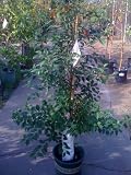 Japanese Snowbell Tree Five Gallon by Monrovia Growers