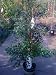 Japanese Snowbell Tree Five Gallon by Monrovia Growers