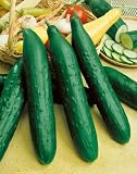 Sweet Success Hybrid Cucumber Seeds - Cucumis Sativus - 0.5 Grams - Approx 15 Gardening Seeds - Vegetable Garden Seed