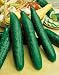 Sweet Success Hybrid Cucumber Seeds - Cucumis Sativus - 0.5 Grams - Approx 15 Gardening Seeds - Vegetable Garden Seed
