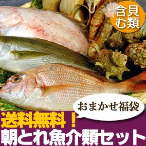 【山陰沖産】旬の朝とれ魚介類セット（貝類含む）【雪】 産地直送の海鮮福袋！