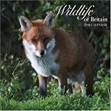 Wildlife of Britain 2008 Square Wall Calendar