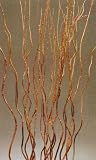 Curly Creek Willow 5 - 5 1/2 feet Tall, Package of 15-20 - Dark Brown