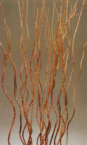 Green Earth Accents Curly Creek Willow 5 - 5 1/2 feet Tall, Package of 15-20 - Dark Brown