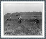 Historic Print XL Men using hand-reapers in grain field