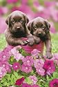 GB eye Ltd, Keith Kimberlin, Chocolate Dog, Maxi Poster, (61x91.5cm) PH0234