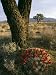 Claret Cup Cactus Flowers Blooming under Joshua Tree, Joshua Tree National Monument, Mojave Desert Photographic Poster Print by Jeff Foott, 30x40