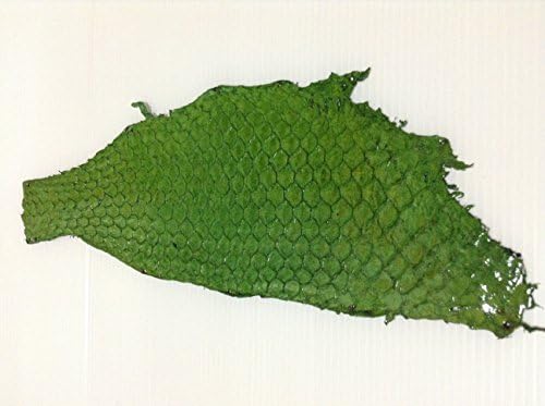 Green Genuine Tilapia Fish Skin Hide Leather
