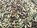 Close-Up of Olives Harvested at Frantoio Galantino, Bisceglie, Puglia, Italy Art Photographic Poster Print by Michael Newton, 12x9