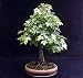 Sweet Gum Tree 7 Seeds - Liquidambar - Bonsai