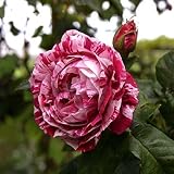 [Free Shipping] 20pcs Chinese Rose Seeds Red White Rose Flower Garden Ornamental Plant // Semillas 20pcs chino rosa blanca rosa roja flor de jardín de plantas ornamentales