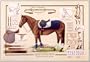 Equestrian Equipment Poster (#46)
