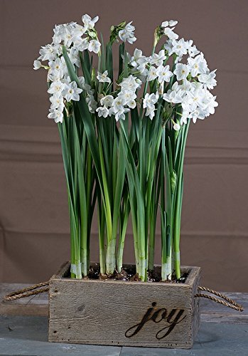 Paperwhites (8 large) in a Reclaimed Wood Planter with “Joy” – NEW – Pre-Planted