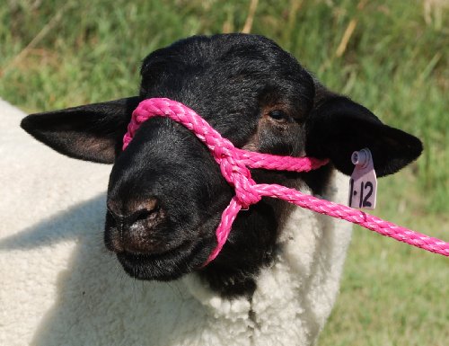 HLTR POLY ROPE ADJ SHEEP F.PK &