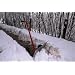 Schneer�umer, Schneefuchs, Schneeschieber