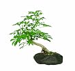 Brussel's Hawaiian Umbrella Tree in Rock Pot Bonsai