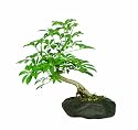 Brussel's Hawaiian Umbrella Tree in Rock Pot Bonsai
