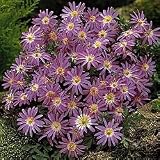 Blue Shade Grecian Windflowers
