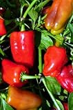 Cajun Belle Pepper 4 Plants - AAS Vegetable Award Winner