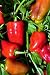 Cajun Belle Pepper 4 Plants - AAS Vegetable Award Winner