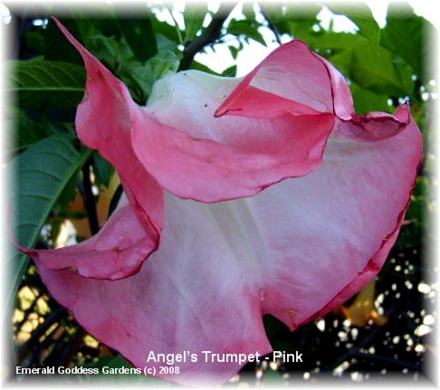Emerald TM Angels Trumpet Brugmansia Pink Peach Versicolor 4 Inch Starter Plant Emerald TM Angels Trumpet Brugmansia Pink Peach Versicolor 4 Inch Starter Plant