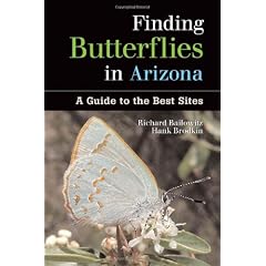 Finding Butterflies in Arizona: A Guide to the Best Sites