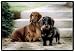 dachshund9 - Dachshunds on Porch Barrie Barnett Rug Indoor Outdoor