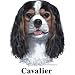 Cavalier King Charles Spaniel Cordial - Shot Glass
