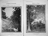 1905 FUNCHAL MADEIRA SWANS LAKE TREES HARTZ SEVILLE