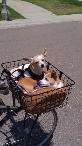 cannondale touring bike for sale