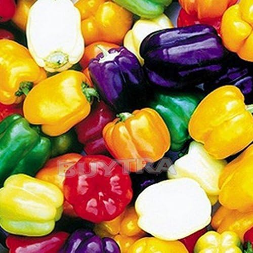 juliascats 1 Bag 20 SeedS Colorful sweet pepper Ornamental Pepper Seed