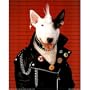 (16x20) Punk dog Bull terrier Art Print POSTER Spuds Mackenzie?