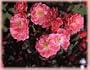 Fuchsia Meidiland (own root) (Rosa Landscape/Shrub) - Bare Root Rose
