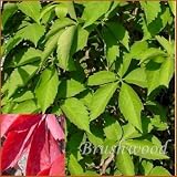 Amazon / Hirts: Vines & Groundcovers: Virginia Creeper-Parthenocissus Engelmannii - Vine
