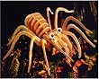 Tarantula 3D Woodcraft Construction Kit