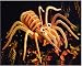 Tarantula 3D Woodcraft Construction Kit