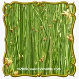1 Oz Chairmaker's Rush (Scirpus pungens) Bulk Seeds