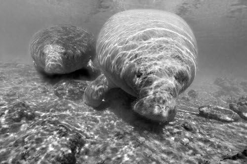 Wyland Galleries Mother Manatee Nature Photography Notecard 5"X7" Notecard