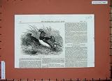 Antique Print 1851 Mandarin Duck Drake Birds Nature