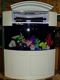 Corals for Aquarium Decoration