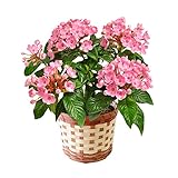 花由 遅れてごめんね敬老の日 プレゼント におい桜 大きな5号鉢（鉢植え）バスケット付