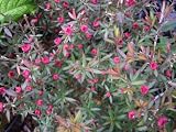 Leptospermum Ruby Wedding