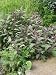 Pflanzenset: 3 x Salvia officinalis 'Purpurascens' - Purpursalbei