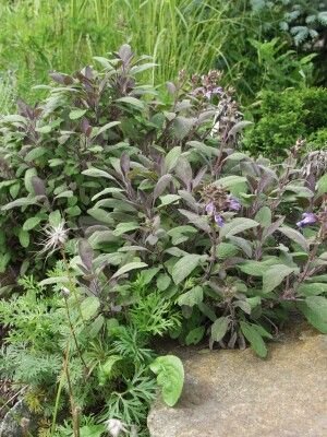 Pflanzenset: 3 x Salvia officinalis 'Purpurascens' - Purpursalbei
